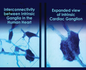 Read more about the article Heart Energy