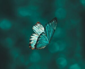 Read more about the article Opening a Dialogue to Advanced Dementia and the Sacred Act of Dying