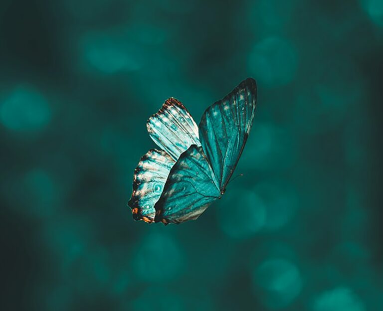 You are currently viewing Opening a Dialogue to Advanced Dementia and the Sacred Act of Dying