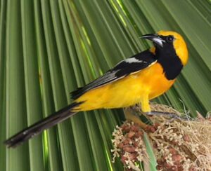 Read more about the article Sweet Home California