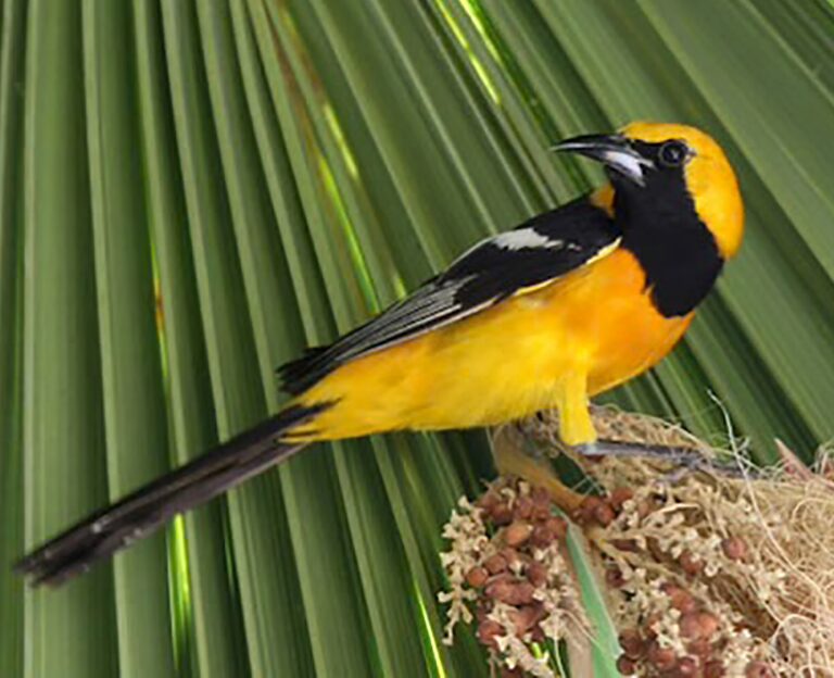 You are currently viewing Sweet Home California