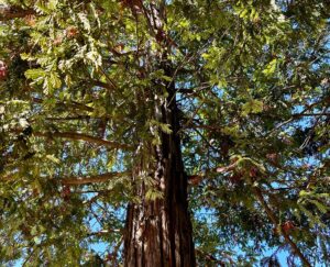 Read more about the article Aging is Not a Linear Progression 