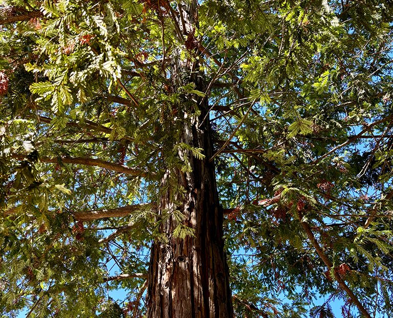 You are currently viewing Aging is Not a Linear Progression 