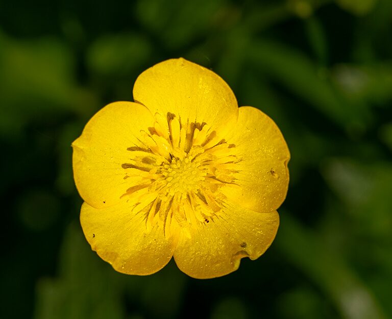 You are currently viewing Chin Up Buttercup!