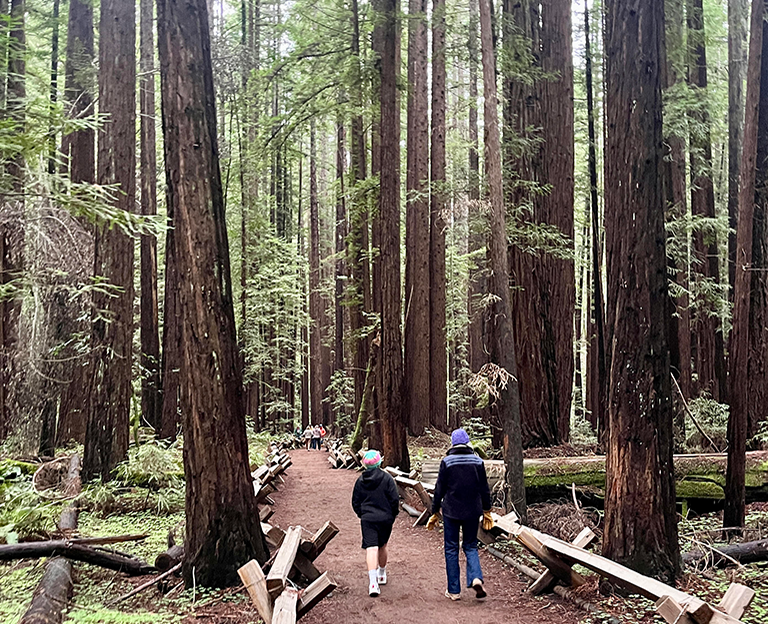 You are currently viewing Imagine With Trees: A Caregiver’s Walk Through the Redwoods