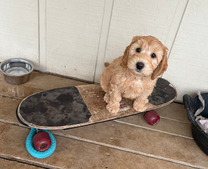 Read more about the article Gratitude Is My Antidote for Stress