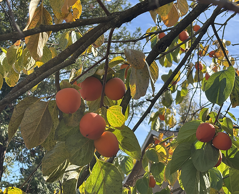 You are currently viewing An Invincible Summer: Finding Warmth in the Spirit of Giving